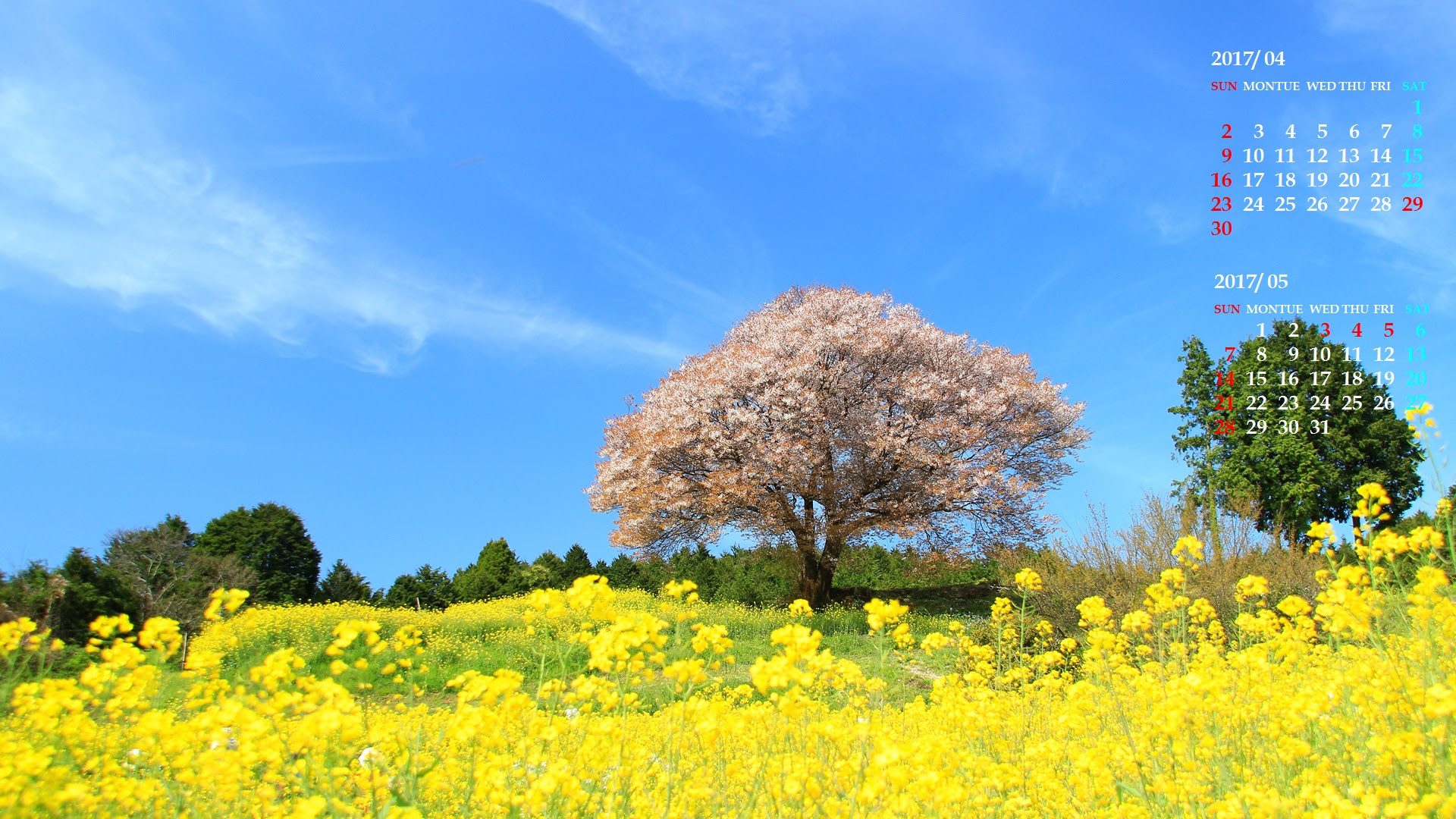 すべての花の画像 無料ダウンロード開運 壁紙 17