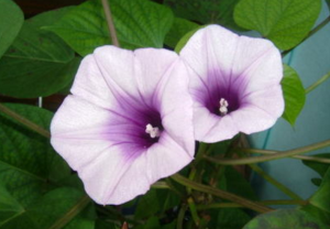 すべての美しい花の画像 ベスト50 さつまいも 花