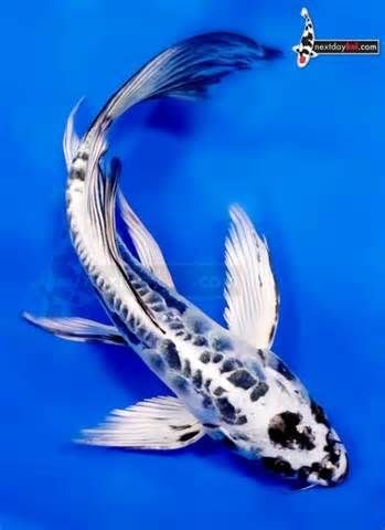 Butterfly Koi Near Me | Wonderful Koi