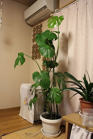 これまでで最高のモンステラ 支柱 の 立て 方 すべての美しい花の画像