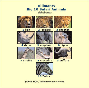 Additionally, the lion, leopard, cheetah and african forest elephant are vulnerable species. Big 10 Safari Animal List By Travel Authority Howard Hillman