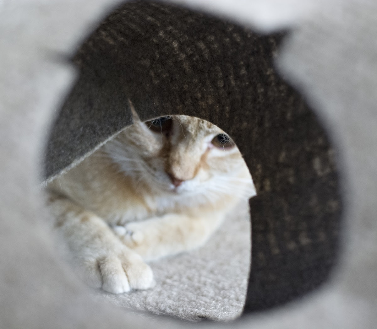 It sounds like things worked out well for cherry's cat, and i'm very happy about that. My Favorites To Keep Your Cats Occupied With Cuckoo4design
