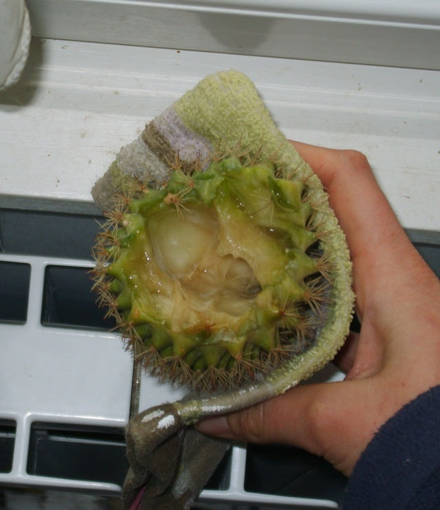 Faites la taille coupez au moins un pouce dans les tissus sains pour vous. Cactus Qui Pourrit Au Jardin Forum De Jardinage