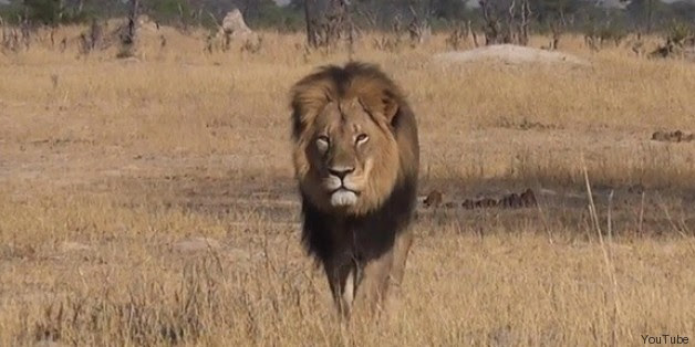 Un nouveau chasseur américain suspecté d'avoir braconné un lion au Zimbabwe