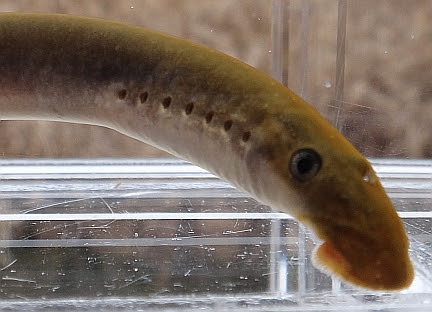 最高ヤツメウナギ 飼育 すべての魚の画像