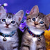 64+ Wallpaper Photos Of Animals Pics
