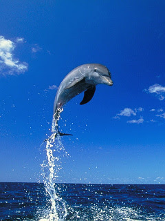 最高のマインクラフト 上イルカ ジャンプ 画像