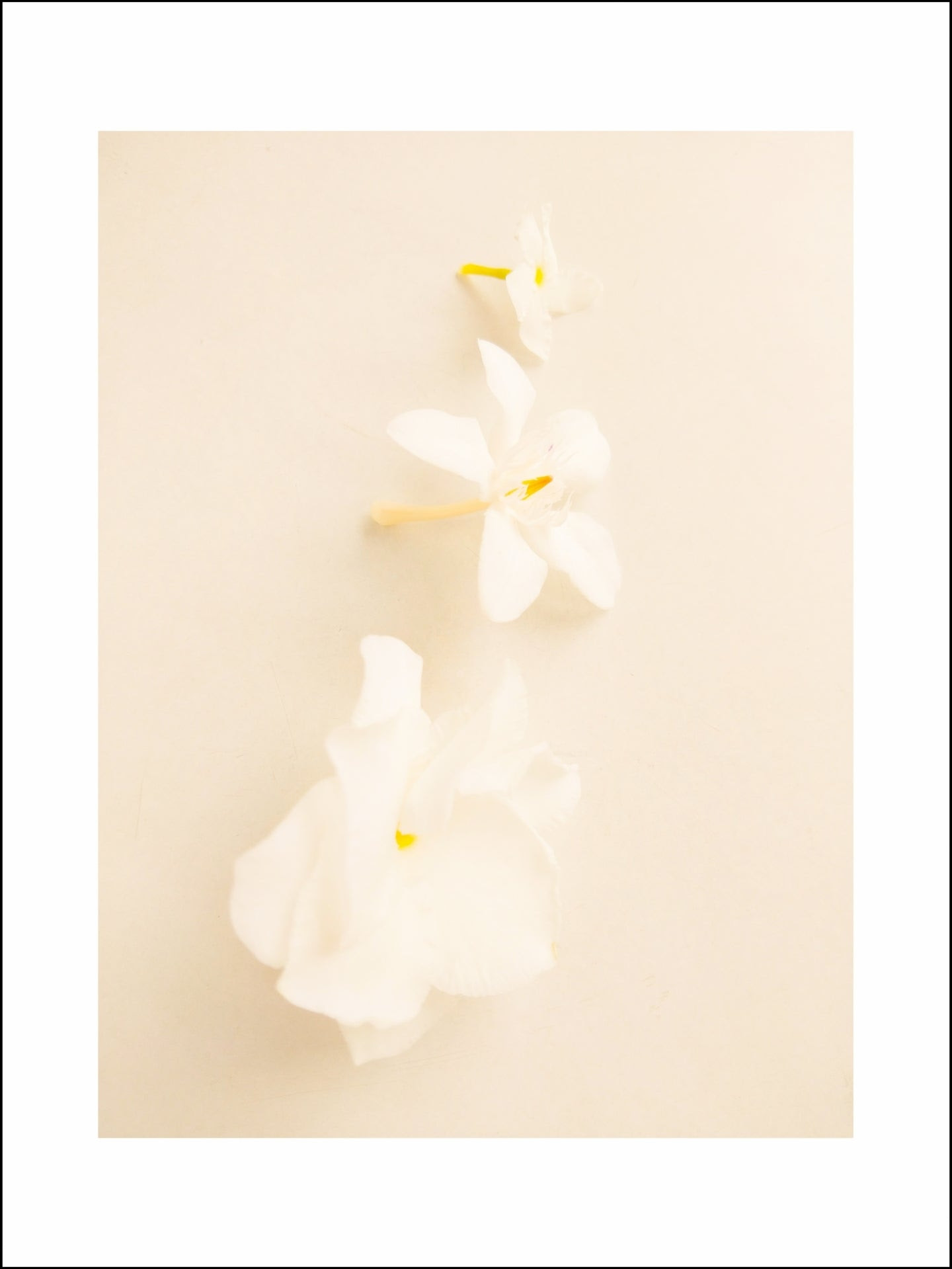 We did not find results for: Fiori Bianchi Con Effetto Passepartout White Flowers With Passepar Damp Italia The Italian Interiors