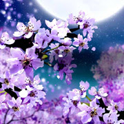 すべての花の画像 最新和風 桜 かっこいい 壁紙