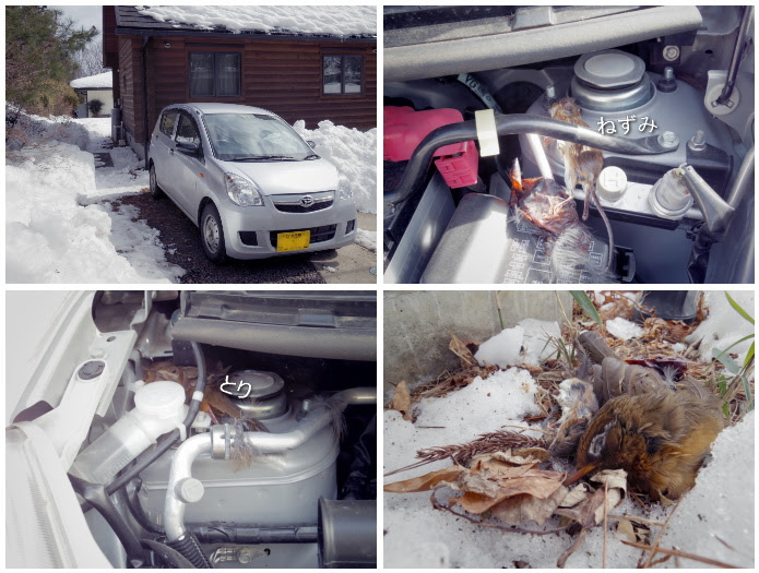 車 エンジンルーム 猫 Kuruma