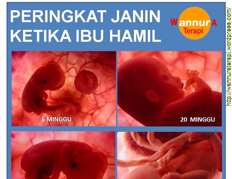Gambar Bebek Umur 3 Bulan