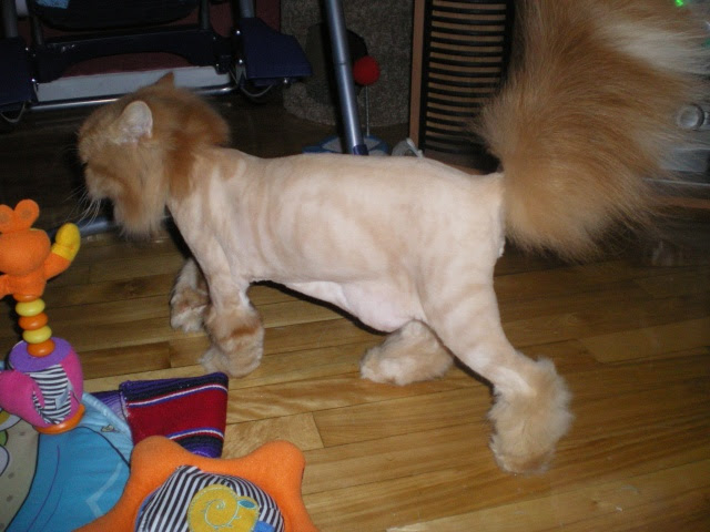 Questions Entretien D Embauche Chat Tondu Comme Un Lion