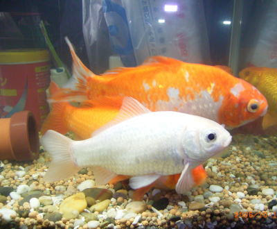 最新白い 金魚 最高の花の画像