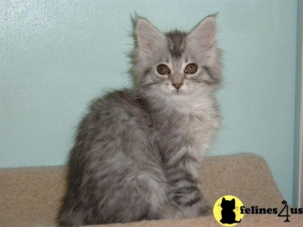 Kitty cats in my life: Black Smoke Maine Coon Cat ...