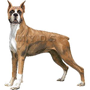 最新のhd犬 ボクサー イラスト 美しい花の画像