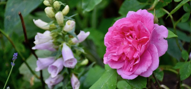 Internet für terrasse und garten: Pflanzen Im Internet Kaufen So Machst Du Es Richtig Willkommen In Franks Kleinem Garten