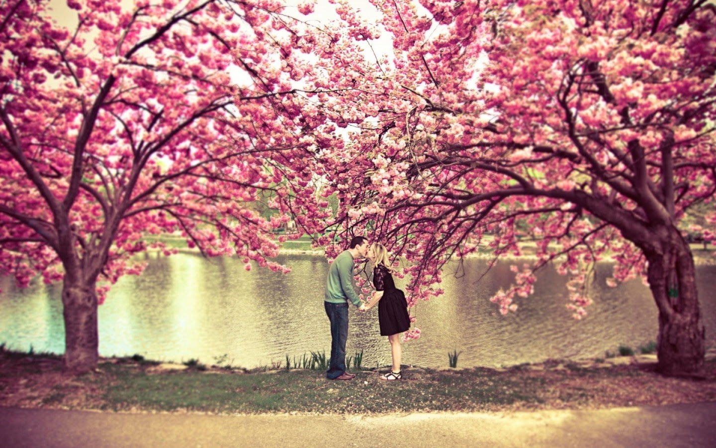 これまでで最高の壁紙 Pc 桜 すべての美しい花の画像