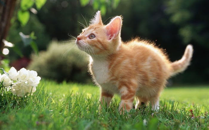 ベストデスクトップ 壁紙 子猫 最高の花の画像