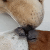 Gif Lustig / Guten Morgen Bilder Gif Lustig Gb Bilder Gb Pics Gastebuchbilder / Share the best gifs now >>>