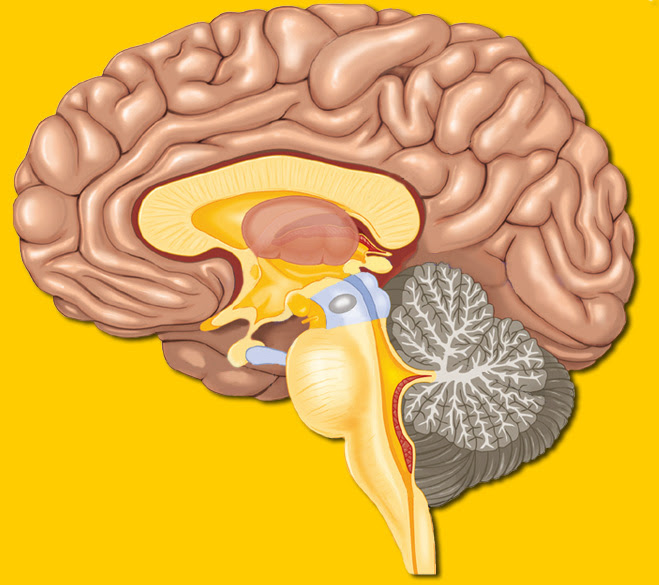 Richly illustrated brain maps including all brain regions, functions and cognitive/ emotional implications. Brain Maps Brain Anatomy Functions And Disorders Brain Research And Illustrations