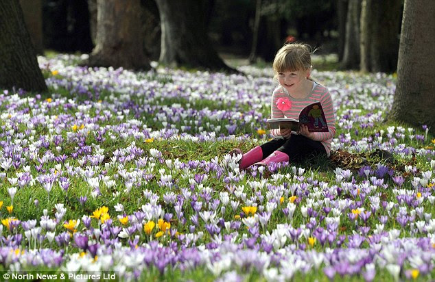 Spring bloom: Amy Eager, aged five, sat enjoying the spring sunshine on a spring patch work blanket of Crocuses in Darlington, County Durham today