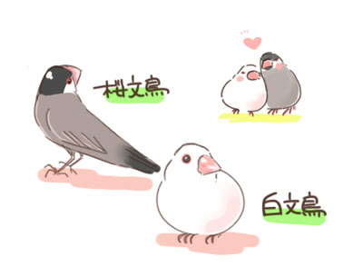 文鳥 イラスト かわいい 文鳥 イラスト かわいい Imgjokiluh