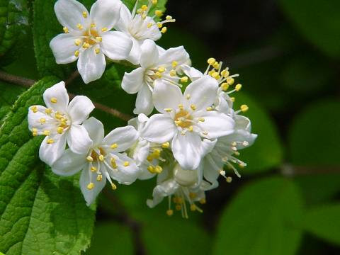 すべての美しい花の画像 エレガント初夏 の 白い 花
