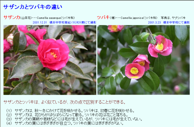 これまでで最高の山茶花 椿 違い すべての美しい花の画像