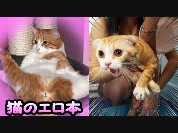 動物画像無料 トップ100ボケて 殿堂入り 動物