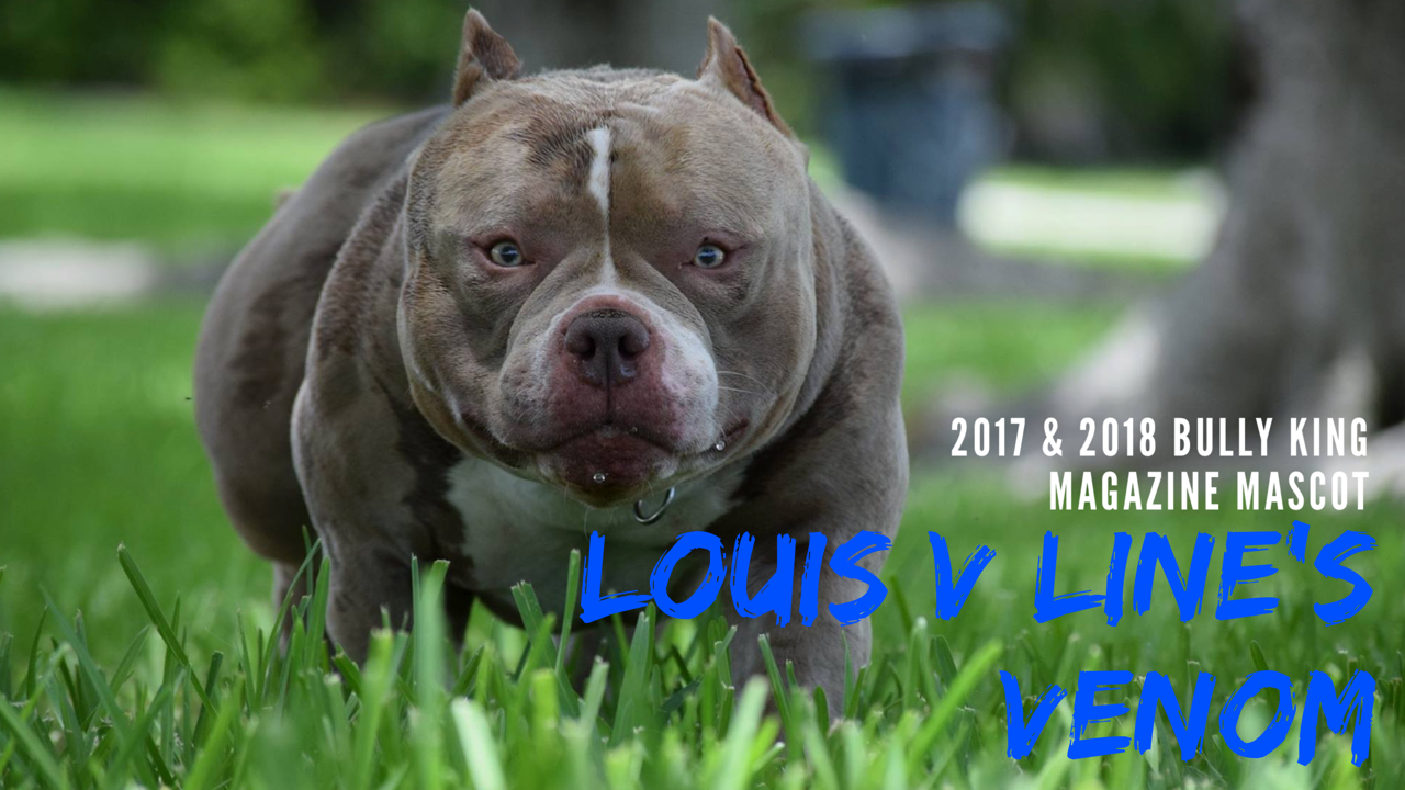 Vous souhaitez acheter un american bully ? Videos Pocket American Bully Breeders Pocket American Bullies