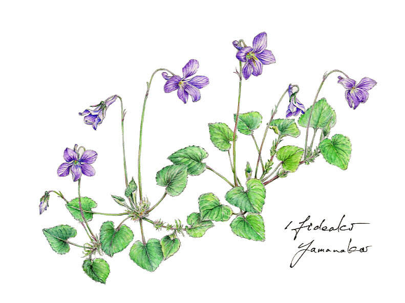 すべての美しい花の画像 ユニークすみれ 漢字 花