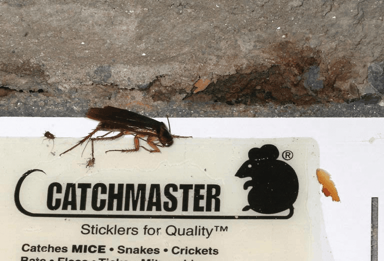 With the help of this trap, you will easily remove stink bugs in the shortest time and also spot other insects trying to get into your house. Tips For Using Monitors Properly Pct Pest Control Technology