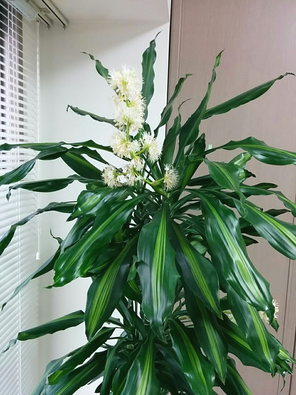 ユニークドラセナ 花 珍しい 最高の花の画像