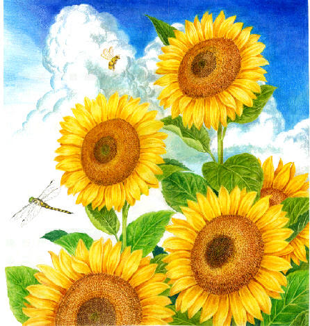 美しい花の画像 ぜいたくひまわり 絵 画像