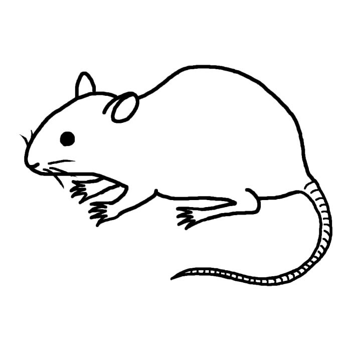 無料イラスト画像 ユニークマウス 実験動物 イラスト