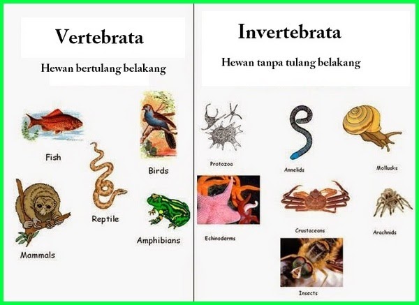 Contoh Hewan Invertebrata  Yang Termasuk Filum  Porifera 