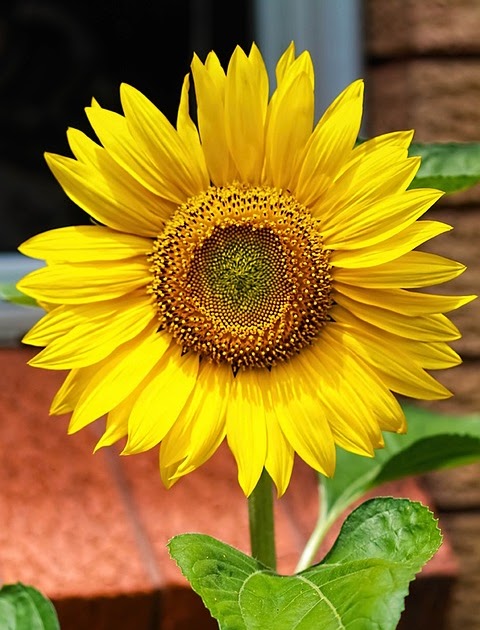 matahari bungalow Warna Kuning Bunga Matahari