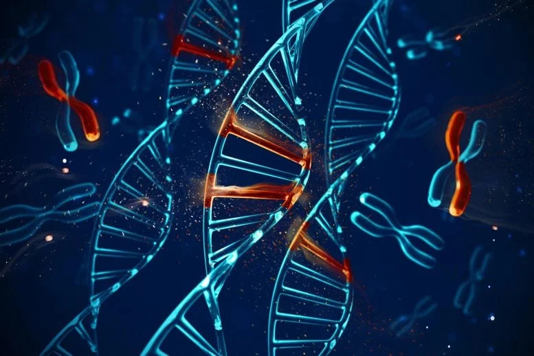 DNA Molecules X Chromosomes