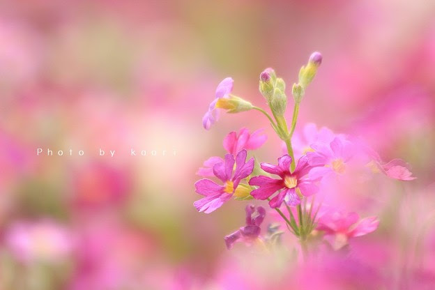 ラブリー運命 花 言葉 最高の花の画像