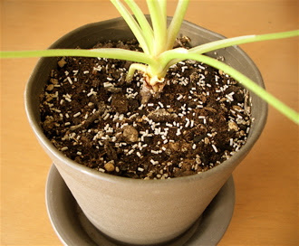 ラブリー観葉植物 土 白い 最高の花の画像