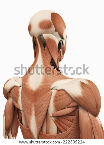 Back Anatomical Name - Surface anatomy of back - Clinical ...
