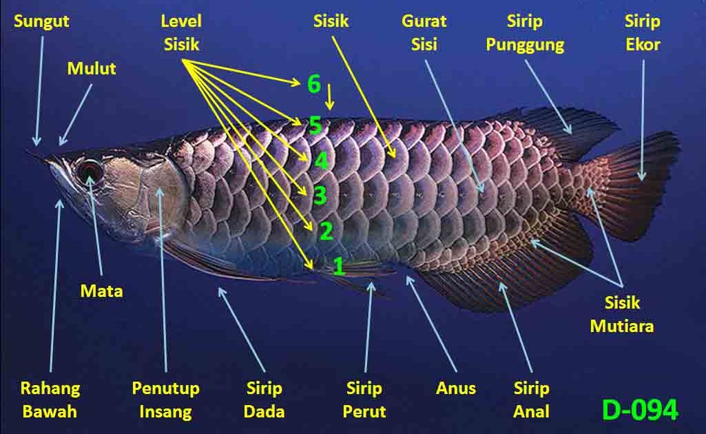 ikan arwana part 2