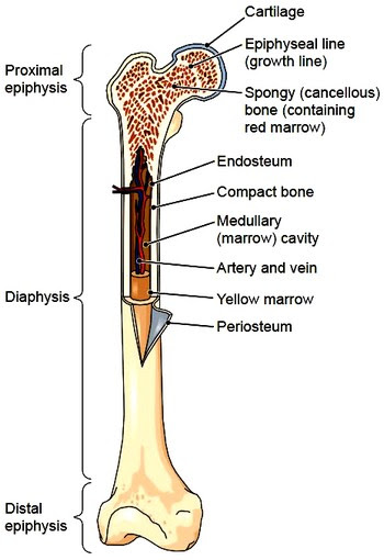 31 Label The Long Bone Labels Database 2020