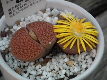 すべての美しい花の画像 最高の多肉植物 リトープス 花
