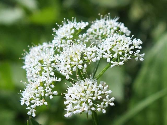 すべての花の画像 最新せり 花