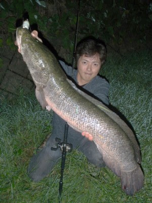 最高雷魚最大 すべての魚の画像