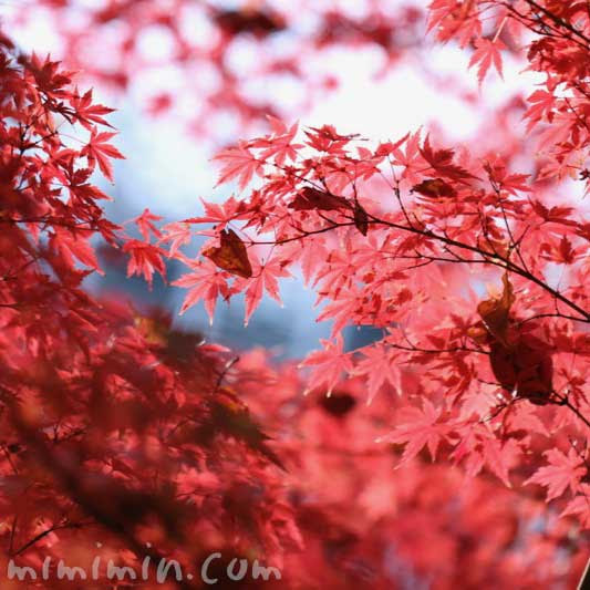 すべての花の画像 新鮮な椛 花言葉