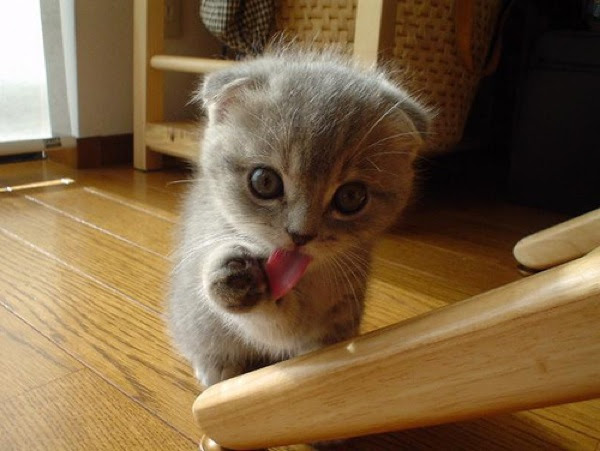 Japimage 可愛い猫の画像