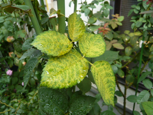 すべての美しい花の画像 Hd限定バラ 葉 枯れる