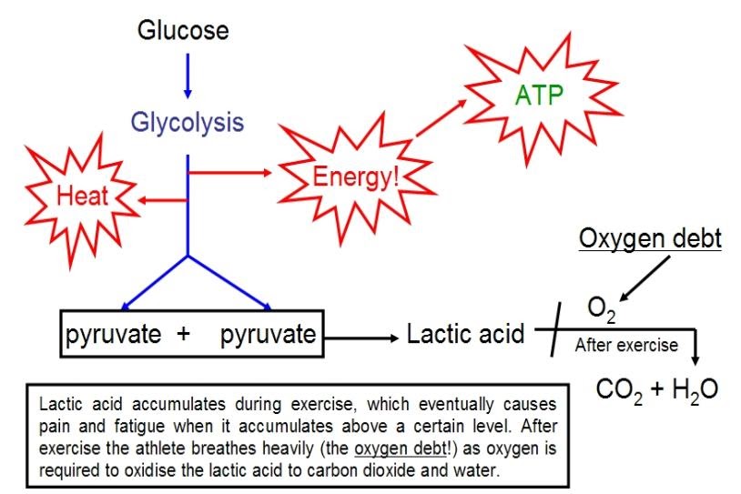 AEROBIC AND ANAEROBIC FERMENTATION - H9 XH3y YDgh2QA8ZEKwGyeUDnibjnfzMSPWH9EWcQyr8oVSPvq5D0eWxaGJzZfLWBXpf Y7xVnZQ8 MzRsxI2 3WG2IUWW9TXqlQ88eETLyZvXNeEA0Vf1jajA=w1200 H630 P K No Nu